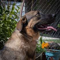Thumbnail photo of CHURRO #1