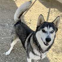 Thumbnail photo of Shadow #2