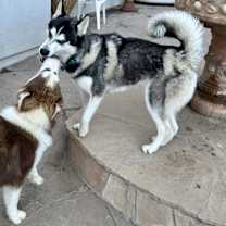 Thumbnail photo of Shadow #3