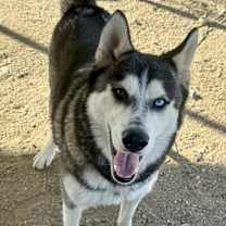 Thumbnail photo of Shadow #4