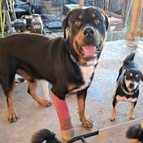 Thumbnail photo of Barkley #4