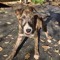 Thumbnail photo of Jade #3