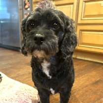 Thumbnail photo of Ace the man! #2