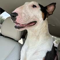 Thumbnail photo of Charlie in Oklahoma #1