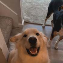 Thumbnail photo of Moose #1