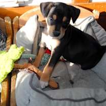 Thumbnail photo of Sasha Marie #3