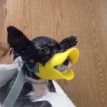 Thumbnail photo of Les Nessman ~ Sanctuary #1