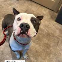 Thumbnail photo of Croissant #1