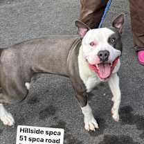 Thumbnail photo of Croissant #2