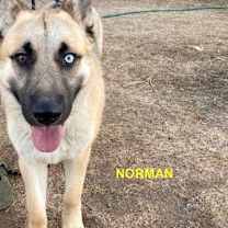 Thumbnail photo of NORMAN #1