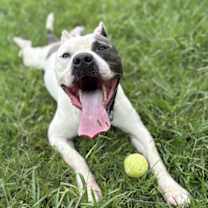 Thumbnail photo of 176129 Kilo #2