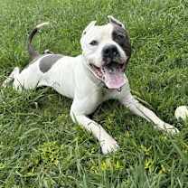 Thumbnail photo of 176129 Kilo #3