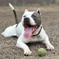 Thumbnail photo of 176129 Kilo #4