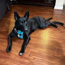 Thumbnail photo of Blackbelt #2