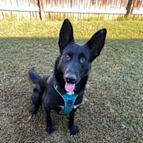 Thumbnail photo of Blackbelt #3