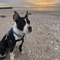 Thumbnail photo of Dolly #2