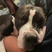 Thumbnail photo of Dolly #3