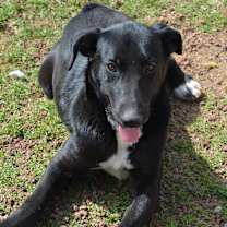 adopt-pet