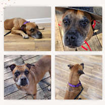 Thumbnail photo of Karma *WAIVED FEE #1
