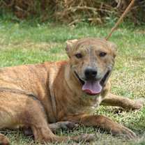 adopt-pet