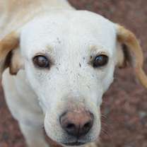 adopt-pet