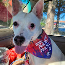 Thumbnail photo of Luther #1