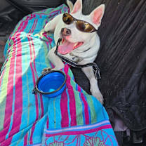 Thumbnail photo of Luther #2