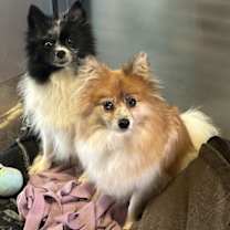 adopt-pet