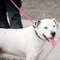 Thumbnail photo of Frankie #4