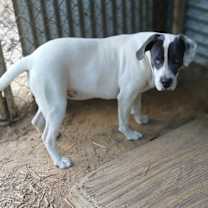 Thumbnail photo of Shiloh #3