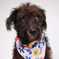 Thumbnail photo of Beta (NC) #1