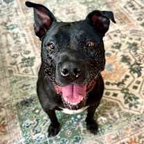 Thumbnail photo of Polly Anna the Princess of lap snuggles and giggles #1