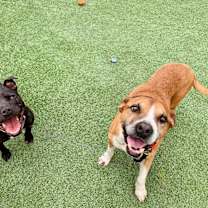 Thumbnail photo of Polly Anna the Princess of lap snuggles and giggles #3