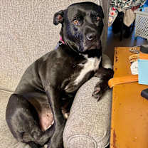 Thumbnail photo of Polly Anna the Princess of lap snuggles and giggles #4