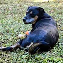 Thumbnail photo of Lady Bug #2