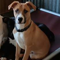 Thumbnail photo of Alfie #3