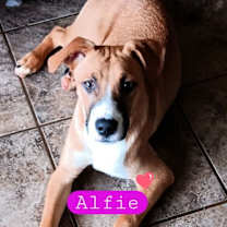 Thumbnail photo of Alfie #4