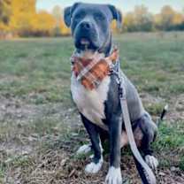 Thumbnail photo of Zuko* #1