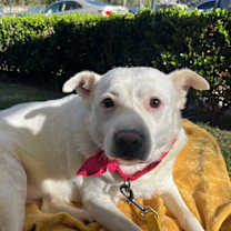 Thumbnail photo of Diamond #1