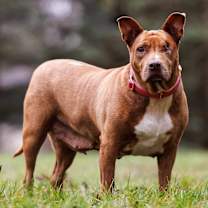 Thumbnail photo of Pickles #2