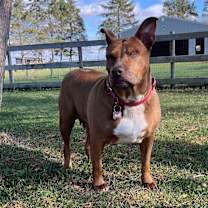 Thumbnail photo of Pickles #3