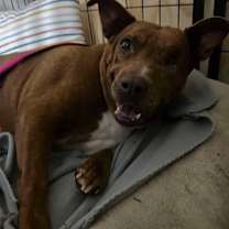 Thumbnail photo of Pickles #4