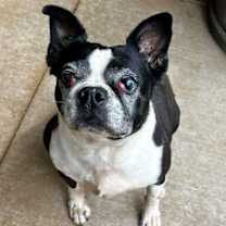 Thumbnail photo of Raleigh (Adoption Pending) #1
