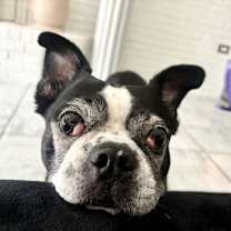 Thumbnail photo of Raleigh (Adoption Pending) #2