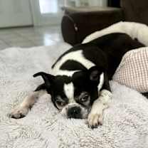 Thumbnail photo of Raleigh (Adoption Pending) #3