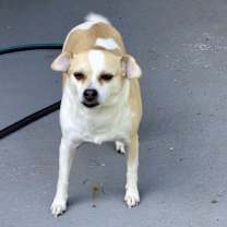 Thumbnail photo of Cherry #4
