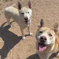 Thumbnail photo of TENOR & BASS #2