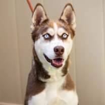 Thumbnail photo of SADIE #1