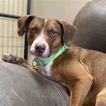 adopt-pet