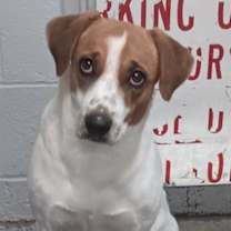 adopt-pet